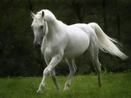 1755080389638.webp