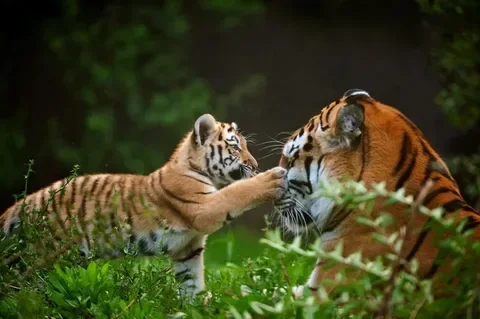1755080879537.webp